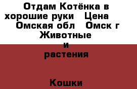 Отдам Котёнка в хорошие руки › Цена ­ 50 - Омская обл., Омск г. Животные и растения » Кошки   